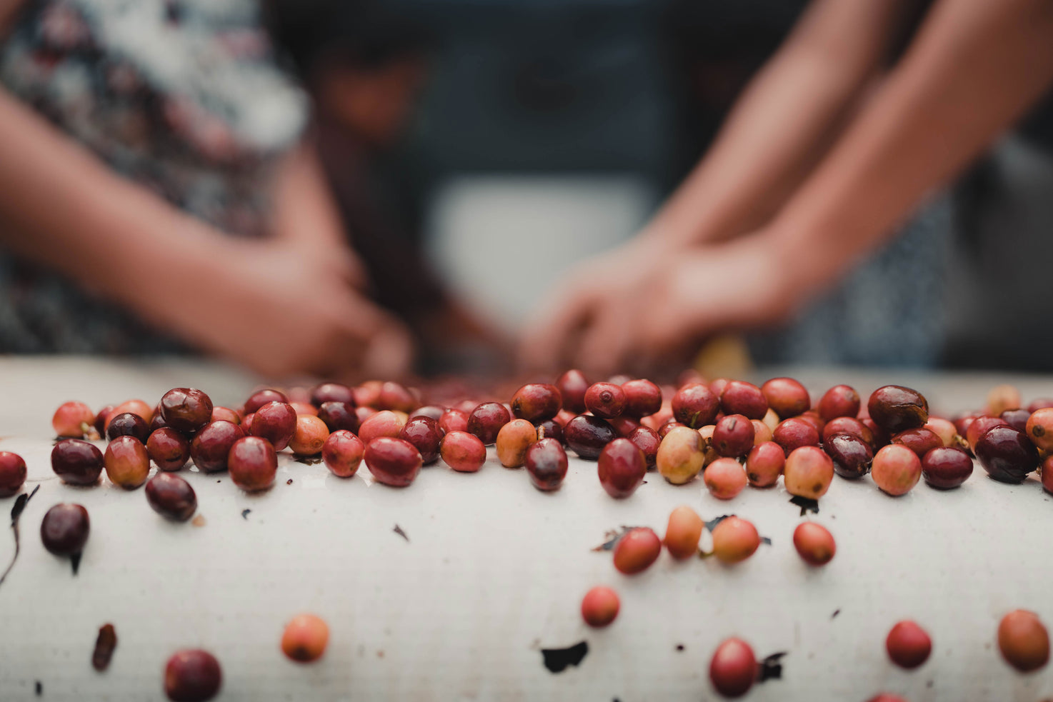 Anatomía del Café, ¿cuáles son sus partes?