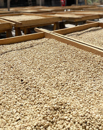 Café de Especialidad Lavado