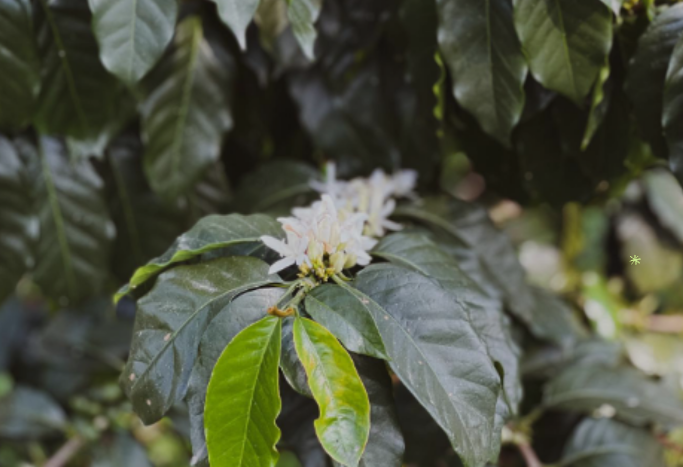 5 enfermedades más comunes en las plantas de café