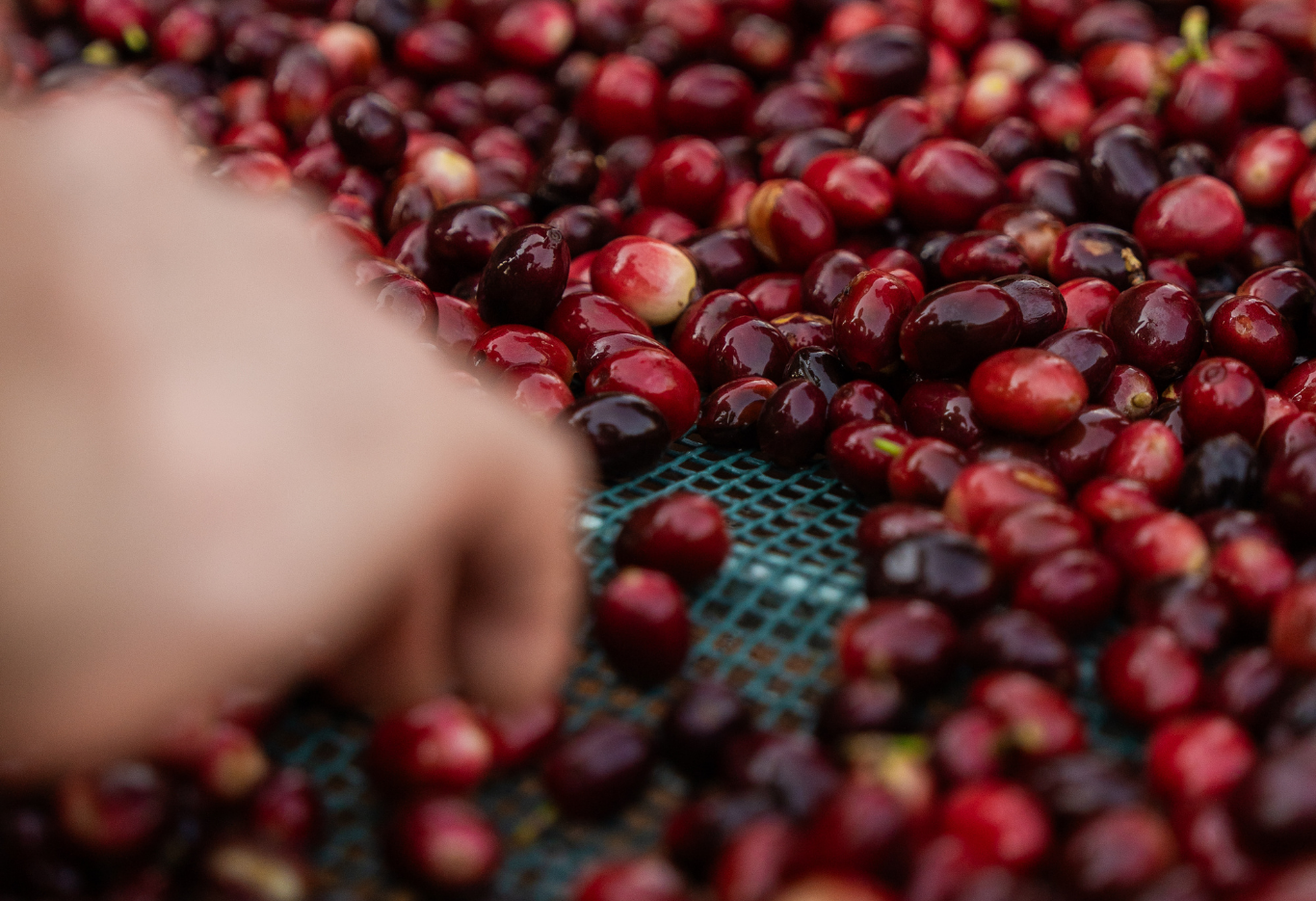 ¿Cuánto dura el viaje del café? De la semilla a la taza