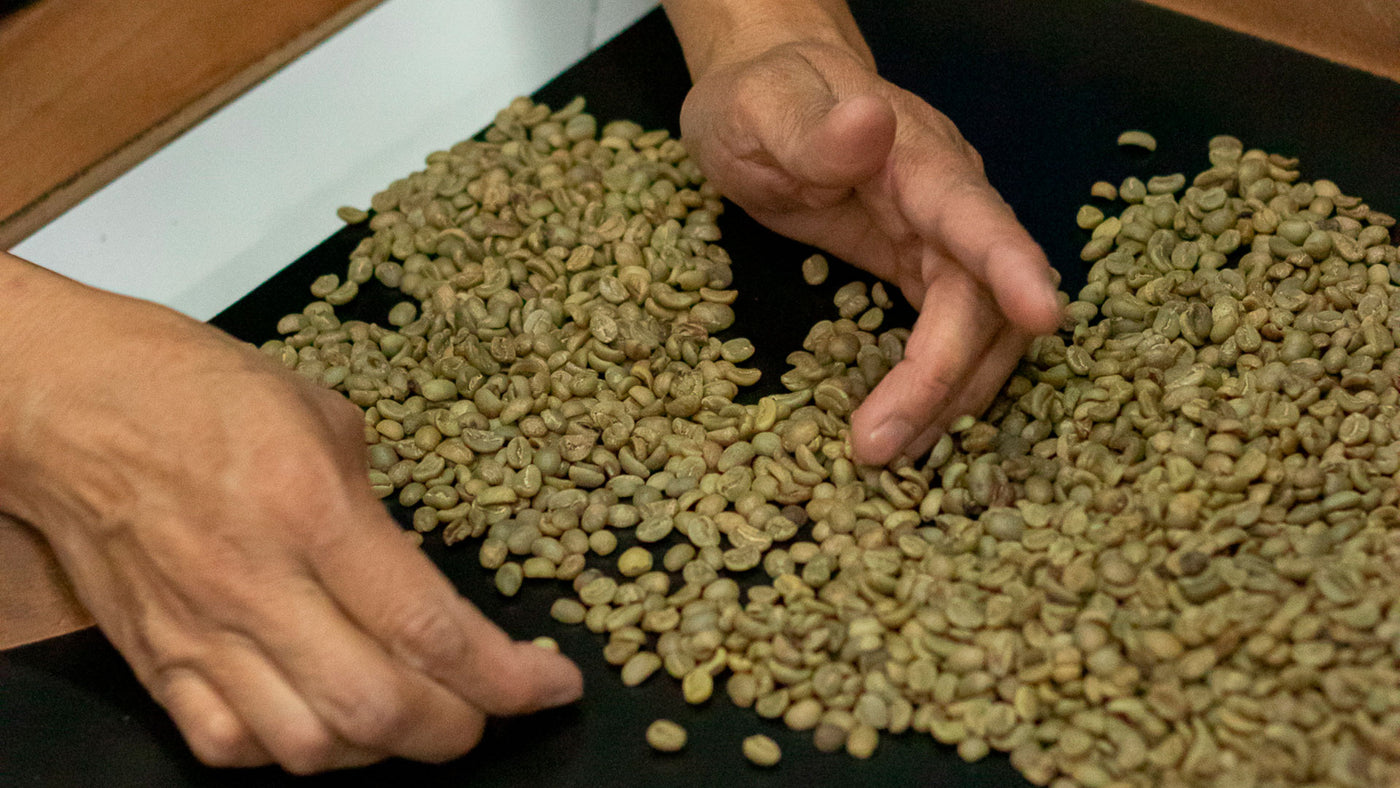 Contaminaciones y defectos en el café