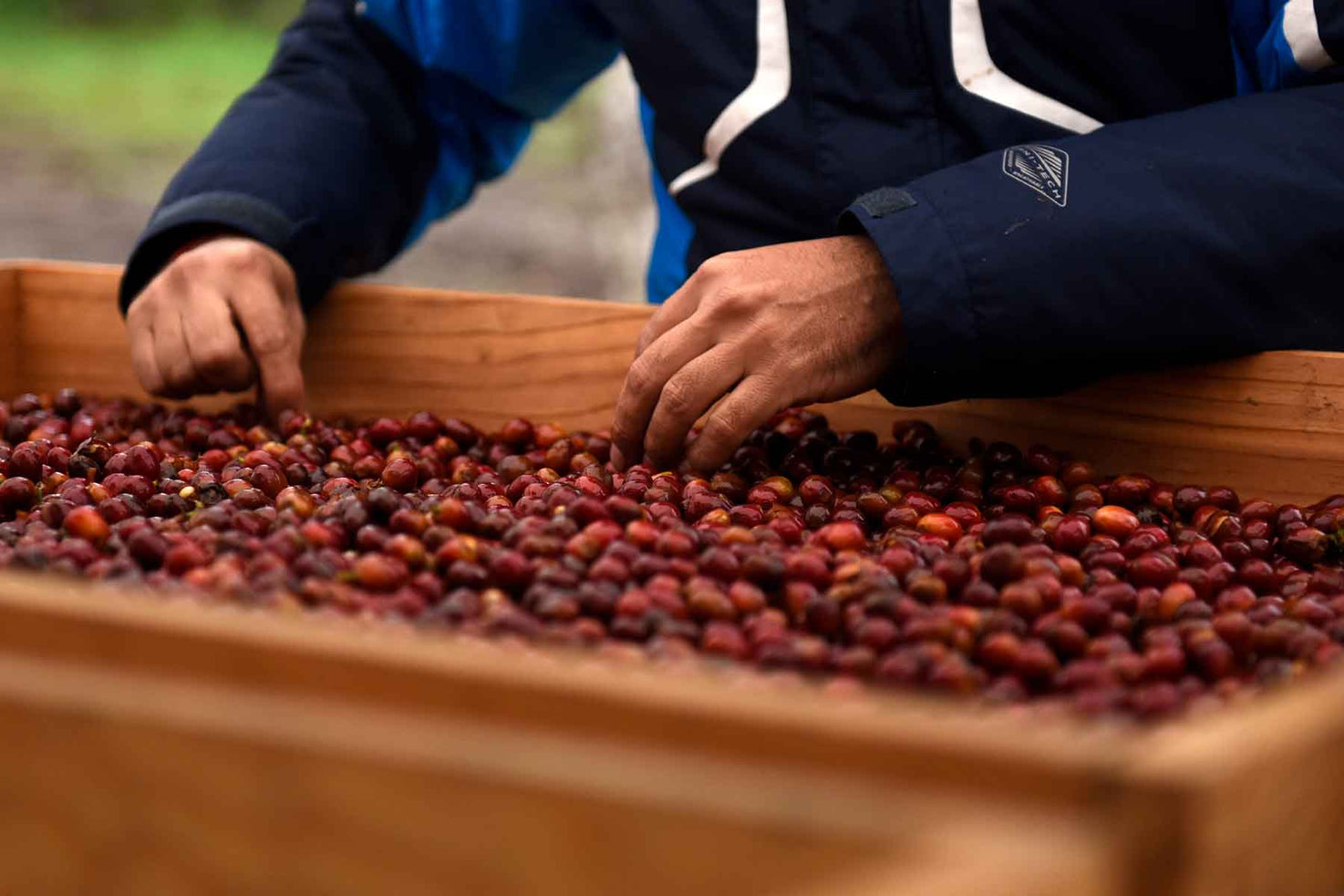 Producción de Café en México