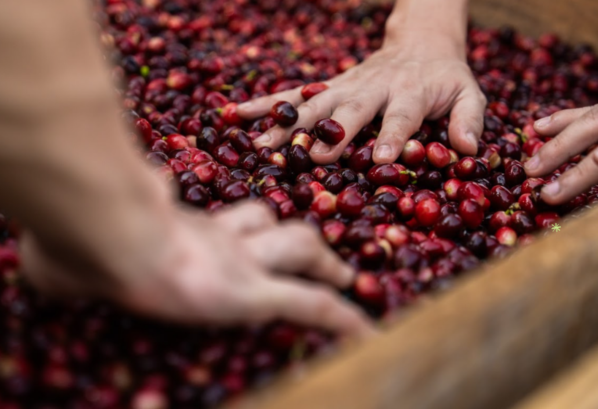 ¿Qué son los cafés experimentales?