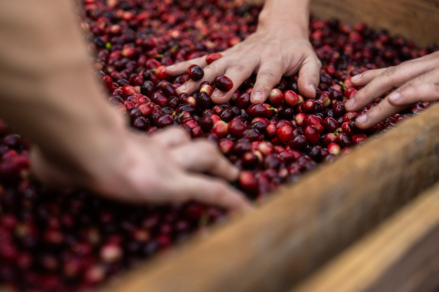 Variedades de café: Qué son, diferencias e híbridos.