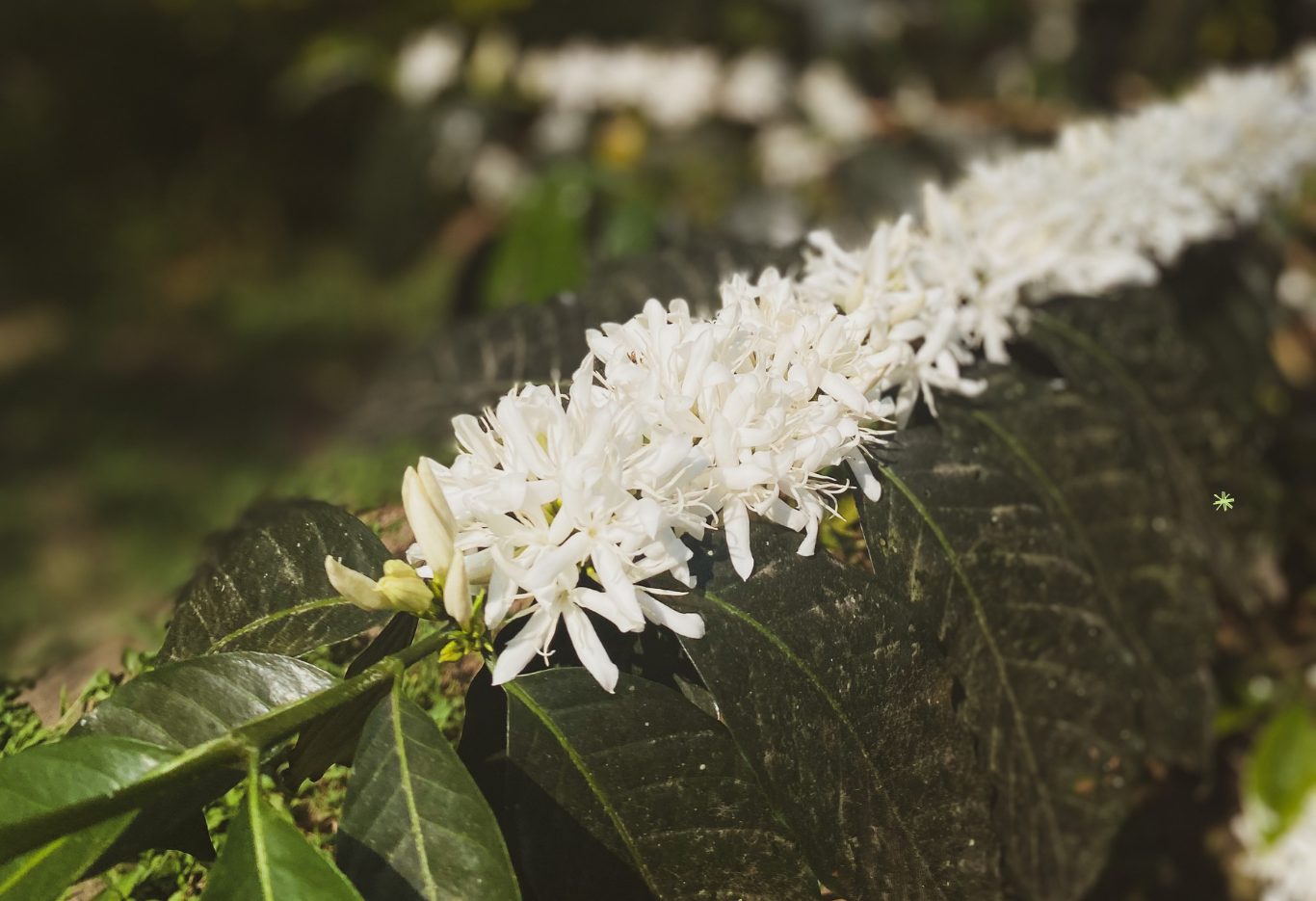 Veracruz: Café y Denominación de Origen
