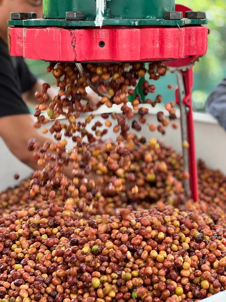 La fermentación en el café