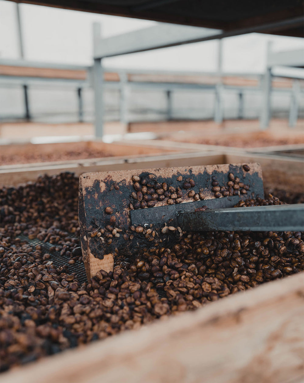 Café de Especialidad Honey