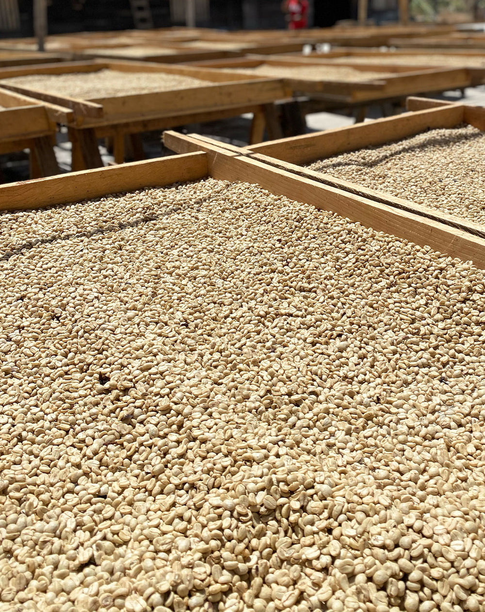 Café de Especialidad Lavado